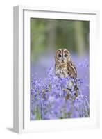 Tawny Owl on Stump in Bluebell Wood-null-Framed Photographic Print