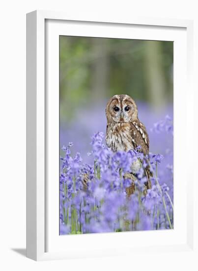 Tawny Owl on Stump in Bluebell Wood-null-Framed Photographic Print