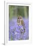 Tawny Owl on Stump in Bluebell Wood-null-Framed Photographic Print