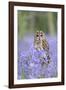 Tawny Owl on Stump in Bluebell Wood-null-Framed Photographic Print