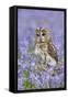 Tawny Owl on Tree Stump in Bluebell Wood-null-Framed Stretched Canvas