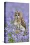 Tawny Owl on Tree Stump in Bluebell Wood-null-Stretched Canvas