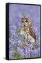 Tawny Owl on Tree Stump in Bluebell Wood-null-Framed Stretched Canvas