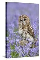 Tawny Owl on Tree Stump in Bluebell Wood-null-Stretched Canvas