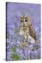 Tawny Owl on Tree Stump in Bluebell Wood-null-Stretched Canvas