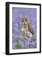 Tawny Owl on Tree Stump in Bluebell Wood-null-Framed Premium Photographic Print