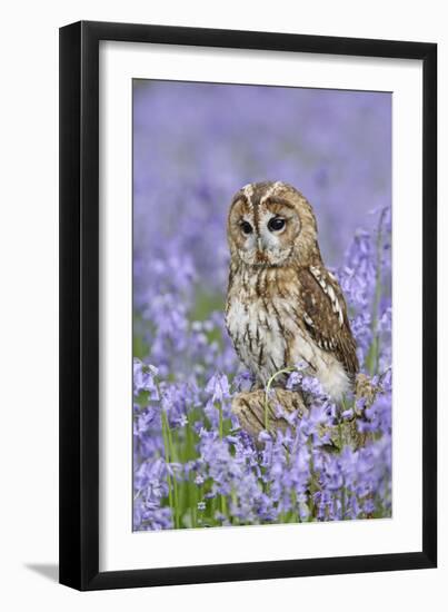 Tawny Owl on Tree Stump in Bluebell Wood-null-Framed Premium Photographic Print