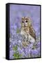 Tawny Owl on Tree Stump in Bluebell Wood-null-Framed Stretched Canvas