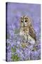 Tawny Owl on Tree Stump in Bluebell Wood-null-Stretched Canvas