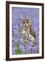 Tawny Owl on Tree Stump in Bluebell Wood-null-Framed Photographic Print