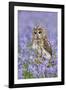 Tawny Owl on Tree Stump in Bluebell Wood-null-Framed Photographic Print