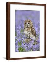 Tawny Owl on Tree Stump in Bluebell Wood-null-Framed Photographic Print