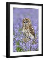 Tawny Owl on Tree Stump in Bluebell Wood-null-Framed Photographic Print