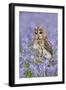 Tawny Owl on Tree Stump in Bluebell Wood-null-Framed Photographic Print