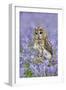 Tawny Owl on Tree Stump in Bluebell Wood-null-Framed Photographic Print