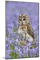 Tawny Owl on Tree Stump in Bluebell Wood-null-Mounted Photographic Print