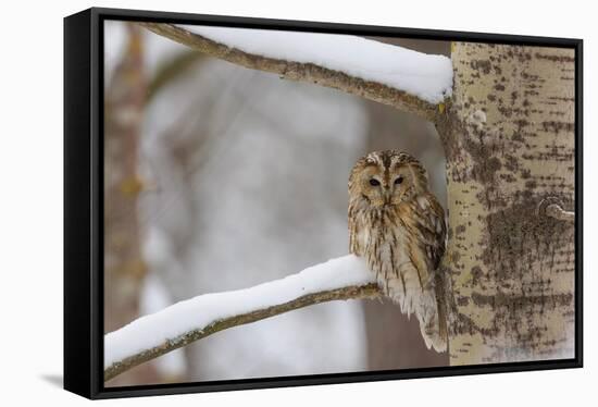 Tawny owl perched on branch, Finland-Jussi Murtosaari-Framed Stretched Canvas