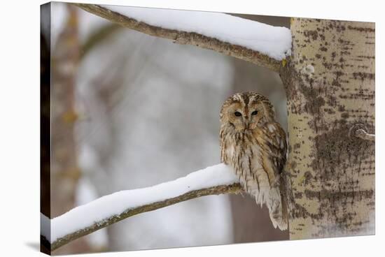 Tawny owl perched on branch, Finland-Jussi Murtosaari-Stretched Canvas
