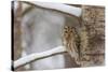 Tawny owl perched on branch, Finland-Jussi Murtosaari-Stretched Canvas