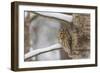 Tawny owl perched on branch, Finland-Jussi Murtosaari-Framed Photographic Print