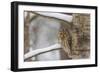 Tawny owl perched on branch, Finland-Jussi Murtosaari-Framed Photographic Print