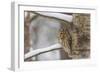 Tawny owl perched on branch, Finland-Jussi Murtosaari-Framed Photographic Print