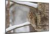 Tawny owl perched on branch, Finland-Jussi Murtosaari-Mounted Photographic Print