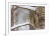 Tawny owl perched on branch, Finland-Jussi Murtosaari-Framed Photographic Print