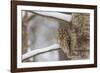 Tawny owl perched on branch, Finland-Jussi Murtosaari-Framed Photographic Print