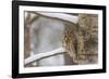 Tawny owl perched on branch, Finland-Jussi Murtosaari-Framed Photographic Print