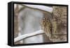 Tawny owl perched on branch, Finland-Jussi Murtosaari-Framed Stretched Canvas