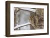 Tawny owl perched on branch, Finland-Jussi Murtosaari-Framed Photographic Print