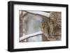 Tawny owl perched on branch, Finland-Jussi Murtosaari-Framed Photographic Print