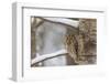 Tawny owl perched on branch, Finland-Jussi Murtosaari-Framed Photographic Print
