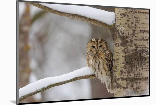 Tawny owl perched on branch, Finland-Jussi Murtosaari-Mounted Photographic Print