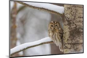 Tawny owl perched on branch, Finland-Jussi Murtosaari-Mounted Photographic Print