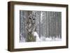 Tawny Owl Snow Covered in Snowfall during Winter, Snowy Forest in Background, Nature Habitat-Ondrej Prosicky-Framed Photographic Print