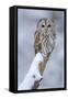 Tawny Owl Snow Covered in Snowfall during Winter. Wildlife Scene from Nature. Snow Cover Tree with-Ondrej Prosicky-Framed Stretched Canvas