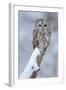 Tawny Owl Snow Covered in Snowfall during Winter. Wildlife Scene from Nature. Snow Cover Tree with-Ondrej Prosicky-Framed Photographic Print