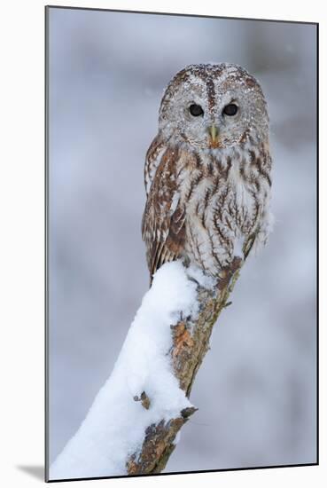 Tawny Owl Snow Covered in Snowfall during Winter. Wildlife Scene from Nature. Snow Cover Tree with-Ondrej Prosicky-Mounted Photographic Print