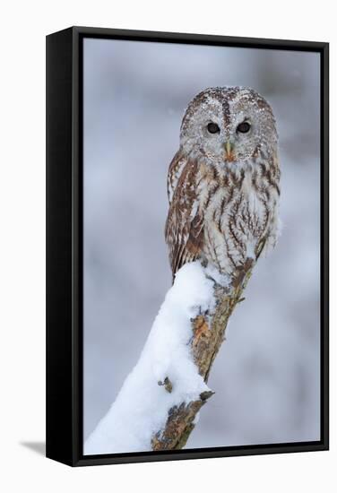 Tawny Owl Snow Covered in Snowfall during Winter. Wildlife Scene from Nature. Snow Cover Tree with-Ondrej Prosicky-Framed Stretched Canvas