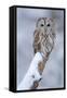 Tawny Owl Snow Covered in Snowfall during Winter. Wildlife Scene from Nature. Snow Cover Tree with-Ondrej Prosicky-Framed Stretched Canvas