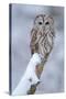 Tawny Owl Snow Covered in Snowfall during Winter. Wildlife Scene from Nature. Snow Cover Tree with-Ondrej Prosicky-Stretched Canvas