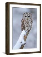 Tawny Owl Snow Covered in Snowfall during Winter. Wildlife Scene from Nature. Snow Cover Tree with-Ondrej Prosicky-Framed Photographic Print