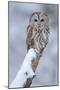 Tawny Owl Snow Covered in Snowfall during Winter. Wildlife Scene from Nature. Snow Cover Tree with-Ondrej Prosicky-Mounted Photographic Print