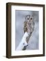 Tawny Owl Snow Covered in Snowfall during Winter. Wildlife Scene from Nature. Snow Cover Tree with-Ondrej Prosicky-Framed Photographic Print