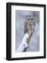 Tawny Owl Snow Covered in Snowfall during Winter. Wildlife Scene from Nature. Snow Cover Tree with-Ondrej Prosicky-Framed Photographic Print