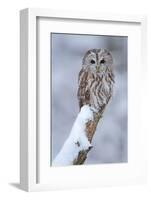 Tawny Owl Snow Covered in Snowfall during Winter. Wildlife Scene from Nature. Snow Cover Tree with-Ondrej Prosicky-Framed Photographic Print
