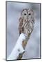 Tawny Owl Snow Covered in Snowfall during Winter. Wildlife Scene from Nature. Snow Cover Tree with-Ondrej Prosicky-Mounted Photographic Print