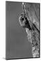 Tawny Owl (Strix aluco) adult, peering out from tree hollow, Suffolk, England-Paul Sawer-Mounted Photographic Print